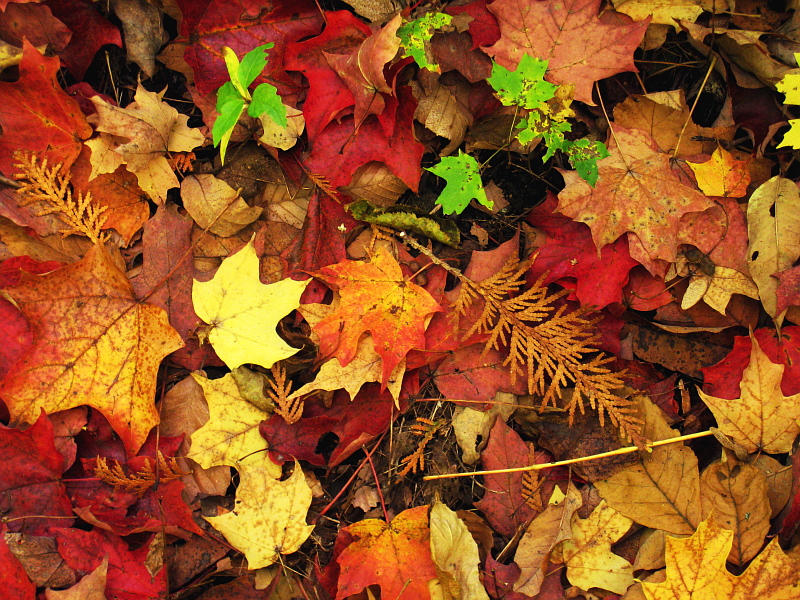 Easing into Fall Fall colors